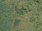 Penemuan Ladang Ganja di Kawasan Taman Nasional Bromo Tengger Semeru