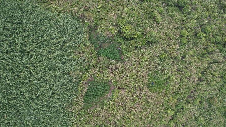 Penemuan Ladang Ganja di Kawasan Taman Nasional Bromo Tengger Semeru