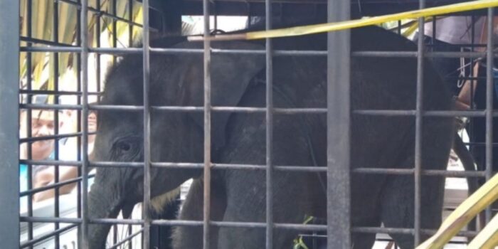 BBKSDA Riau Mengevakuasi Anak Gajah yang Tertinggal Induknya