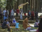 Biaya Relatif Terjangkau, Wisatawan Lebih Memilih Berlibur ke Ragunan