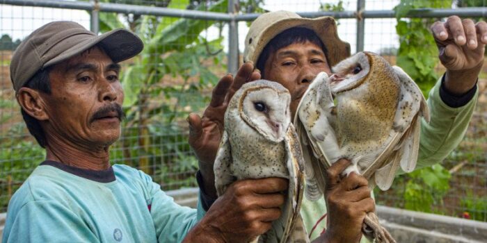 Prabowo Janji Sediakan 1.000 Ekor Burung Hantu, Bantu Petani Atasi Hama Tikus