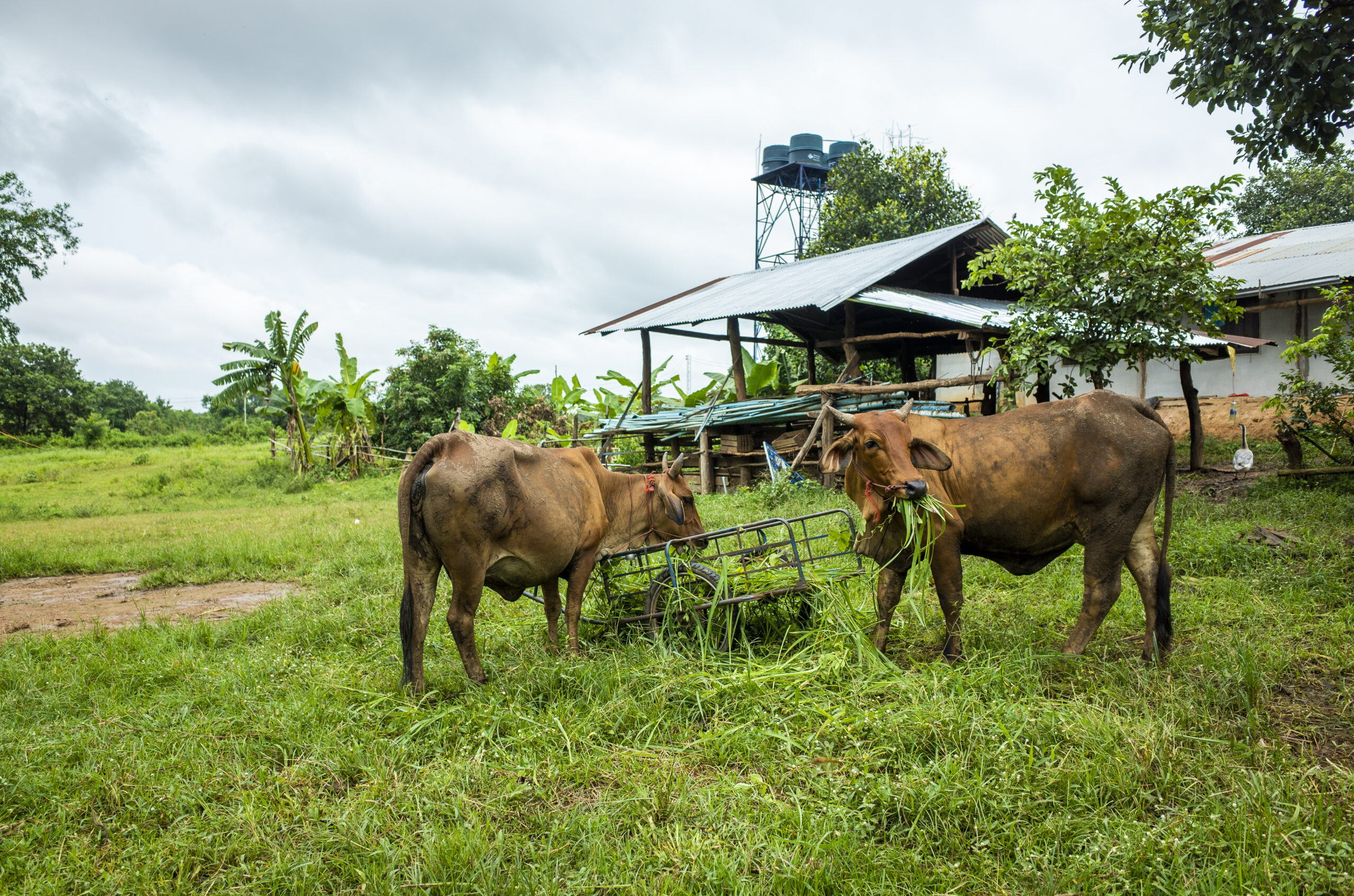 Pemerintah Kurangi Pengimporan Daging Kerbau 100 Ribu Ton