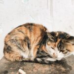 15 Kucing di Malang Alami Kejang Serta Lidah Membiru Hingga Mati, Dugaan Diracun