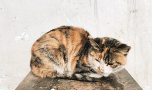 15 Kucing di Malang Alami Kejang Serta Lidah Membiru Hingga Mati, Dugaan Diracun