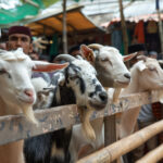 Bursa Hewan Qurban Resmi Dibuka, BRMP Turut Berikan Dukungan