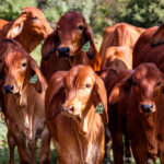 Jangan Sampai Salah, Begini Tips Menyembelih Hewan Qurban Agar Daging Tetap Segar
