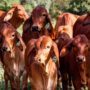 Jangan Sampai Salah, Begini Tips Menyembelih Hewan Qurban Agar Daging Tetap Segar