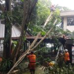 Pohon 15 Meter Tumbang di SMA Tanah Sereal Akibat Hujan dan Angin Kencang