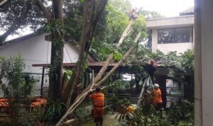 Pohon 15 Meter Tumbang di SMA Tanah Sereal Akibat Hujan dan Angin Kencang