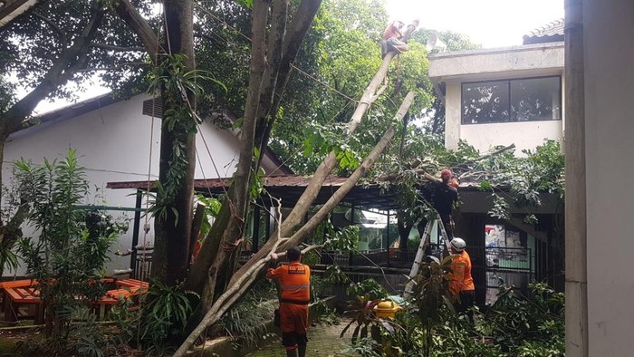 Pohon 15 Meter Tumbang di SMA Tanah Sereal Akibat Hujan dan Angin Kencang